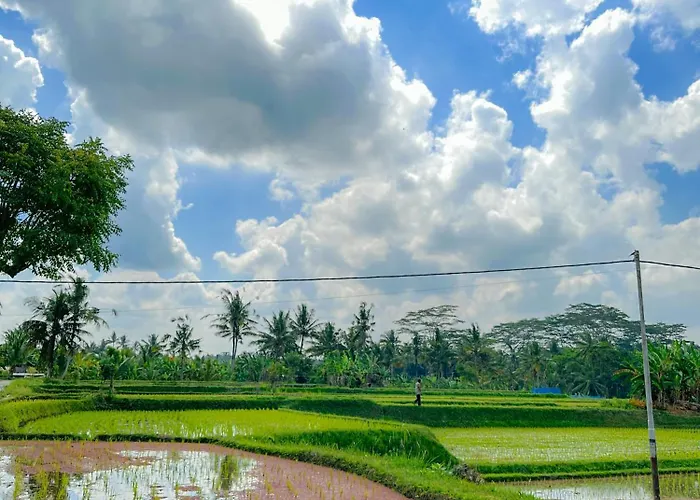 Paddy House Villa *